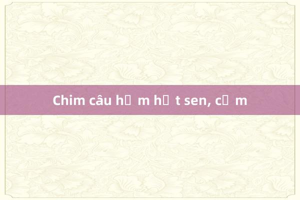 Chim câu hầm hạt sen， cốm